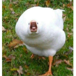 The Ducklings Rebord