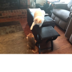 FIGHtING CATs FIGHT