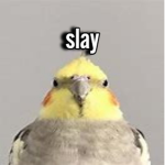 lil birb studios