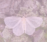 lil moths!