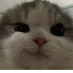 KAWAII POGCHAMPS