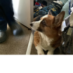 Doggos are amazingly cute