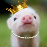 Celestial Pig Fashions