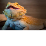 beardy association