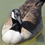 Canadian Goose Studios