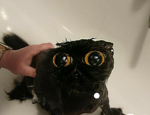 Cat meme/random group