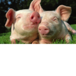 Lady pig