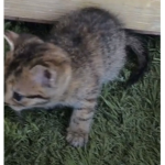 Greekgirl