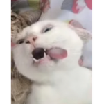 -Shiba Inu Gang-