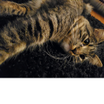 popcat'brother