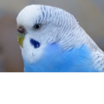 Feathered Bird Group