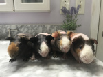 Splendid Skinny Pigs