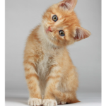 -catclub-