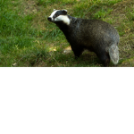 Group badgers