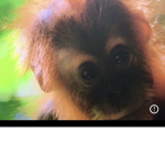 Monke is