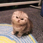 puffaloe