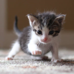 Lil kittens!