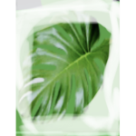 Green leaf Squad