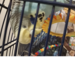 Hangout group for budgie owners