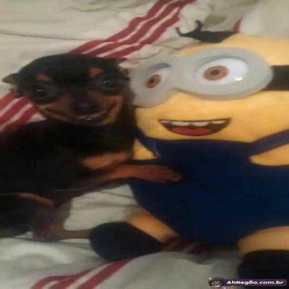 minion + dog Roblox decal