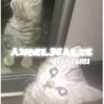ANGELICALZE