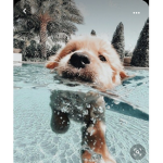 Puppy Mari