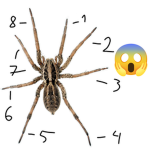 Spidy fan group
