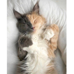 ~sugar loves~