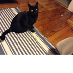 Cat national army