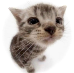 K1tt3n Pawz