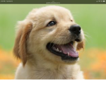 Brayden is that a cute puppy