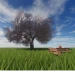 Sakura Tree icon