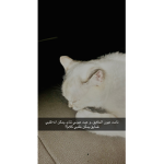 dand7m