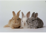 BunnyrabbitsRule