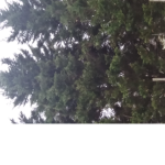 Team trees for life