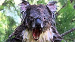 Mr Drop Bear