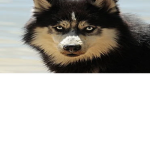 dog black