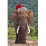 Officail Elephant Edits fan group