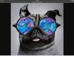 Team Pug Group!