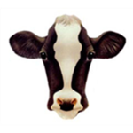 Cow Pigs