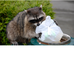 Garbage Can's and RaCcOn'S