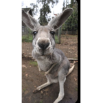Happy kangaroo fan page