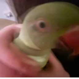 EscapeTheBirds