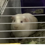 Guinea pig group! ;)