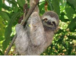 Sloth Army fOREVER!