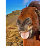 Horsey Squad!