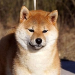 Shiba Team!!!