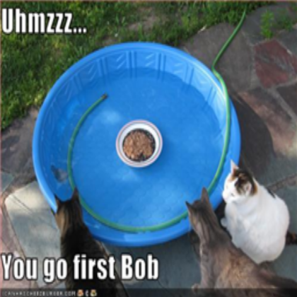 Funny cat pic 16 Roblox decal