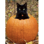 ~•Kitty group•~