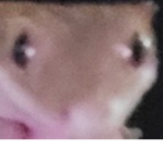 EggSukrz 2.0